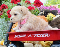 Maltipoo