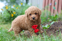 Maltipoo