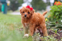 Maltipoo