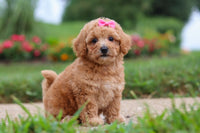 Maltipoo