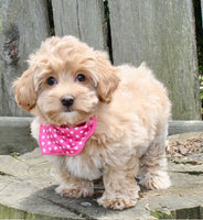 Maltipoo
