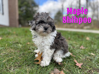 Maple Female Shihpoo $1200