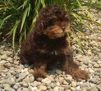 Maple Female Mini Poodle $1350