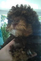 Maple Female Mini Poodle $1350