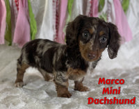 Marco Male ICA Mini Dachshund $2625