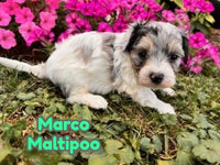 Marco Male Maltipoo $1625
