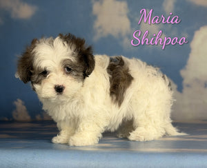 Shihpoo