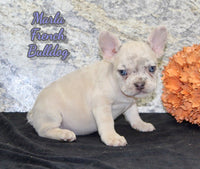 Marla Female AKC French Bulldog $1500