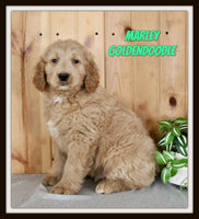 Marley Male Goldendoodle $995