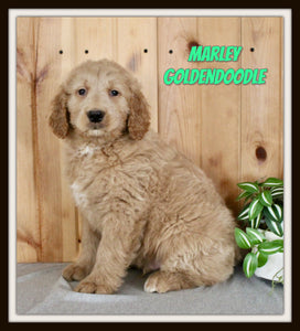Goldendoodle