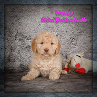 Marley Female Mini Goldendoodle $1350