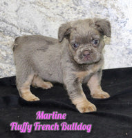 Fluffy French Bulldog