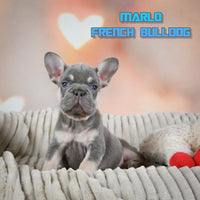 Marlo Male AKC French Bulldog $2150