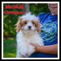 Marshal Male Cavapoo $350