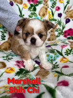 Marshall Male Shih-Chi $850