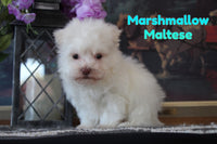 Maltese