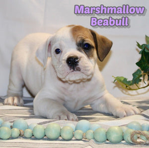 Beabull 