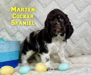  Cocker Spaniel