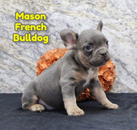 Mason Male AKC French Bulldog $1150