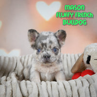 Mason Male AKC Fluffy French Bulldog $2550