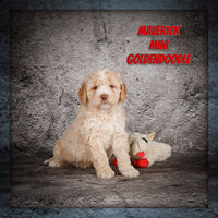 Maverick Male Mini Goldendoodle $1350