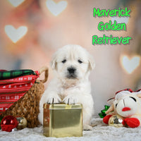 Maverick Male English Cream Golden Retriever $1200