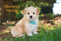 Maverick Male Morkie $1095