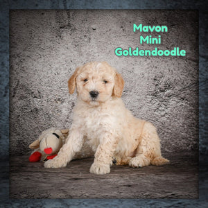 Mini Goldendoodle