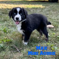 Max Male AKC Mini Australian Shepherd $550