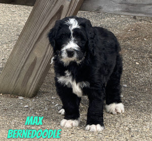Bernedoodle