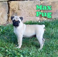 Max Male AKC Pug $595