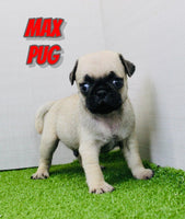 Pug