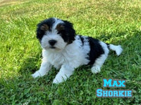 Max Male Shorkie $650