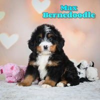 Max Male Bernedoodle $1250