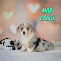 Max Male Corgi $825