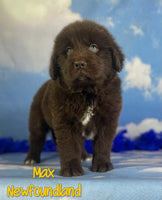 Max Male AKC Newfoundland $1625