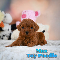 Max Male Toy Poodle $1350