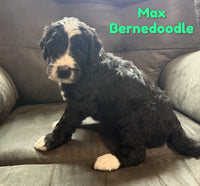Max Male Bernedoodle $1650