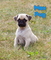 Max Male AKC Pug $795
