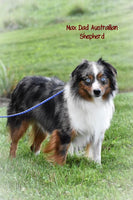 Asher Male Australian Shepherd $300