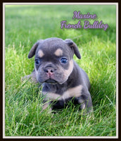 Maxine Female AKC French Bulldog $1150