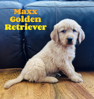 Maxx Male AKC Golden Retriever $650