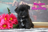 Megan Female Shorkie $750