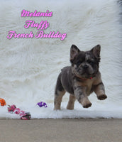 Melania Female AKC Fluffy French Bulldog $5500