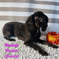 Melody Female AKC Cocker Spaniel $1500