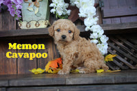 Memon Male Cavapoo $850