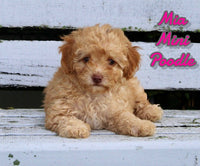  Mini Poodle