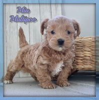 Mia Female Maltipoo $995