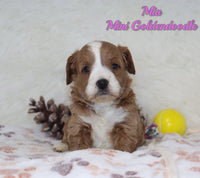 Mia Female Mini F1B Goldendoodle $2645