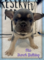 Mia Female AKC French Bulldog $2295